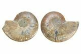 Bargain, Cut & Polished, Agatized Ammonite Fossil - Madagascar #223115-1